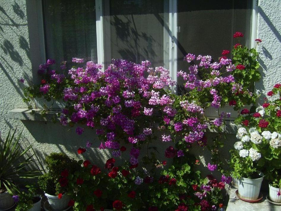 Guest House Hris TTchernomorets Extérieur photo